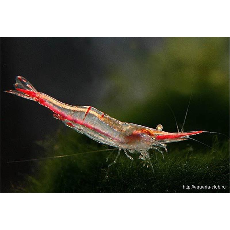 Creveti Red Nose - imagine 6